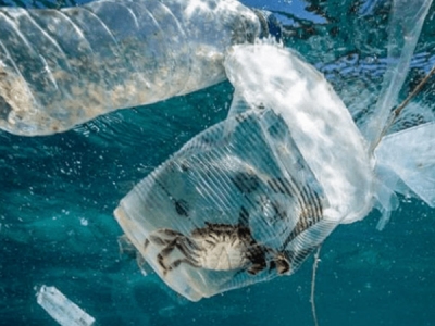 海洋塑膠污染，會對人體產(chǎn)生哪些危害？